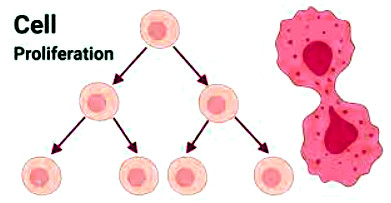cell proliferation
